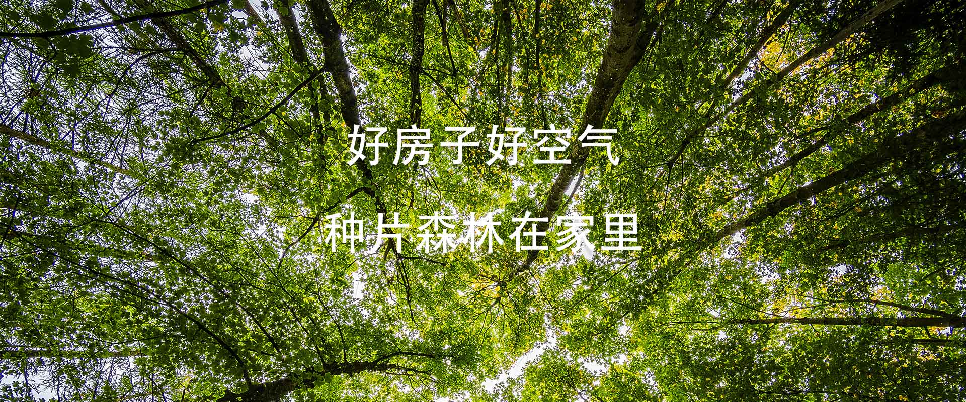 第二森林,第二森林森林氧吧,第二森林森林氧离子,上海第二森林